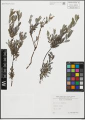 Foto von Salix repens L.